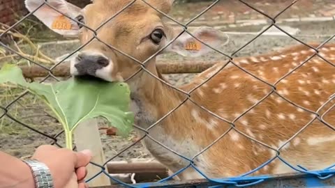 Kid giving food to deer