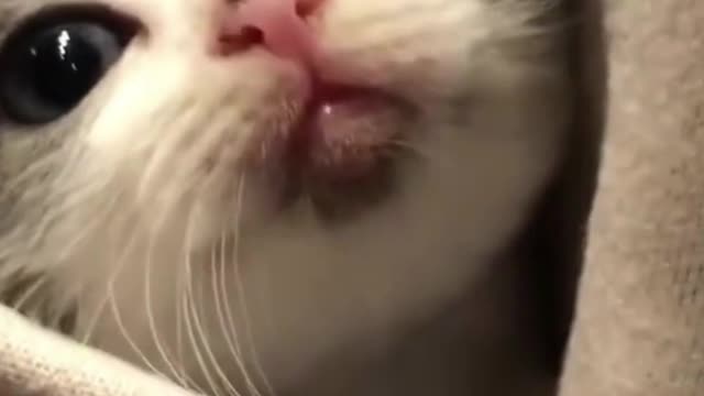 Cute Cats And Funny Dogs Videos Compilation