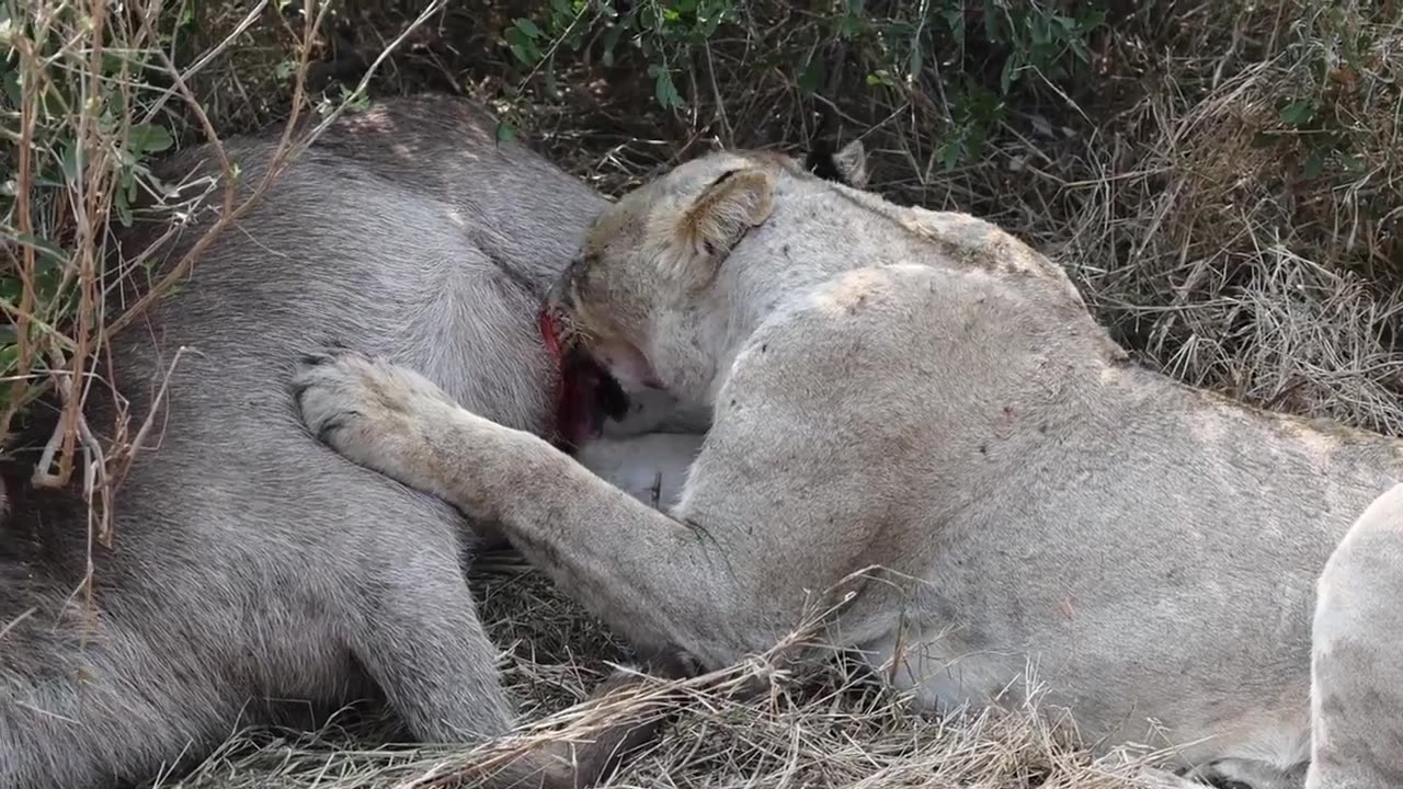 Lioness takes down grown Waterbuck 🦁🦌😮👍