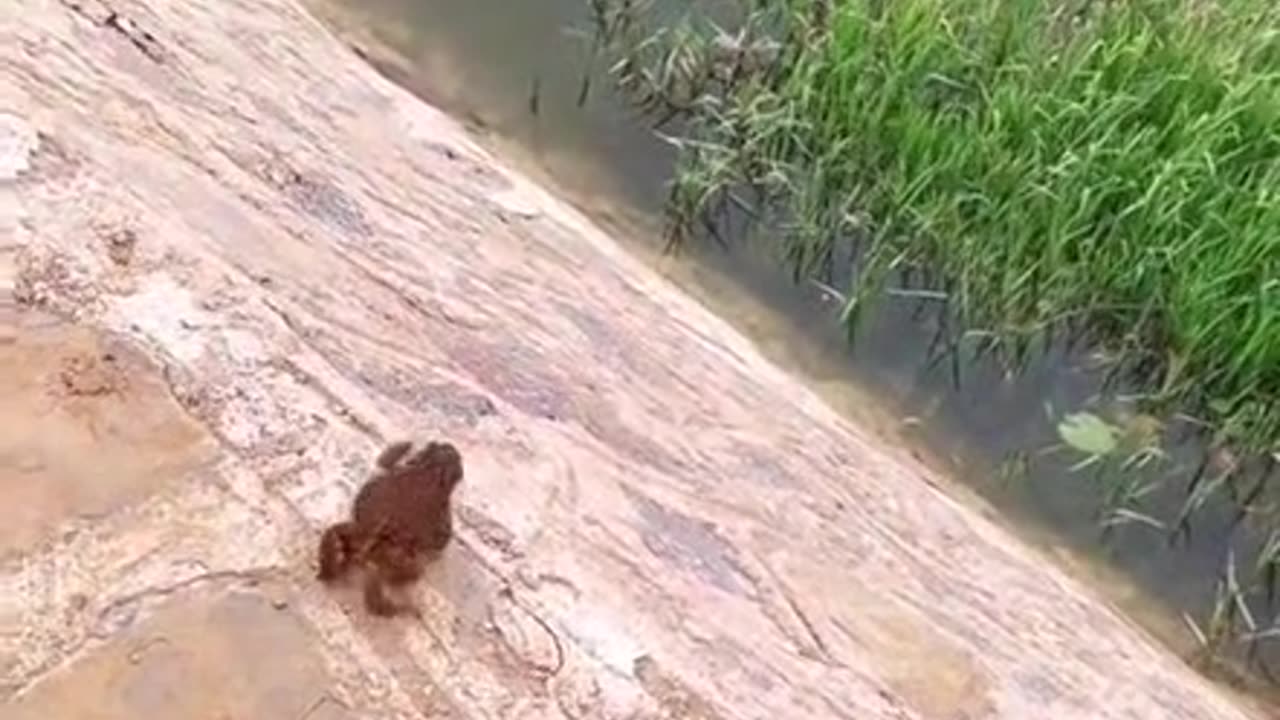 Frog Gone Fall in Sea 😭😭😭