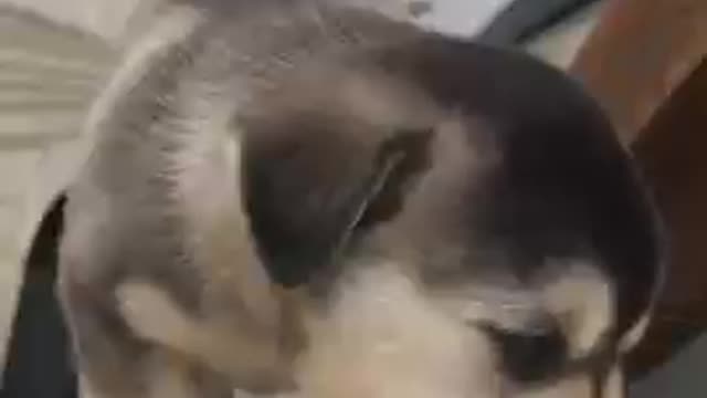 Cute kittens Baby Cats Cute and Funny Cat Videos Compilation _shorts _animals _ 138