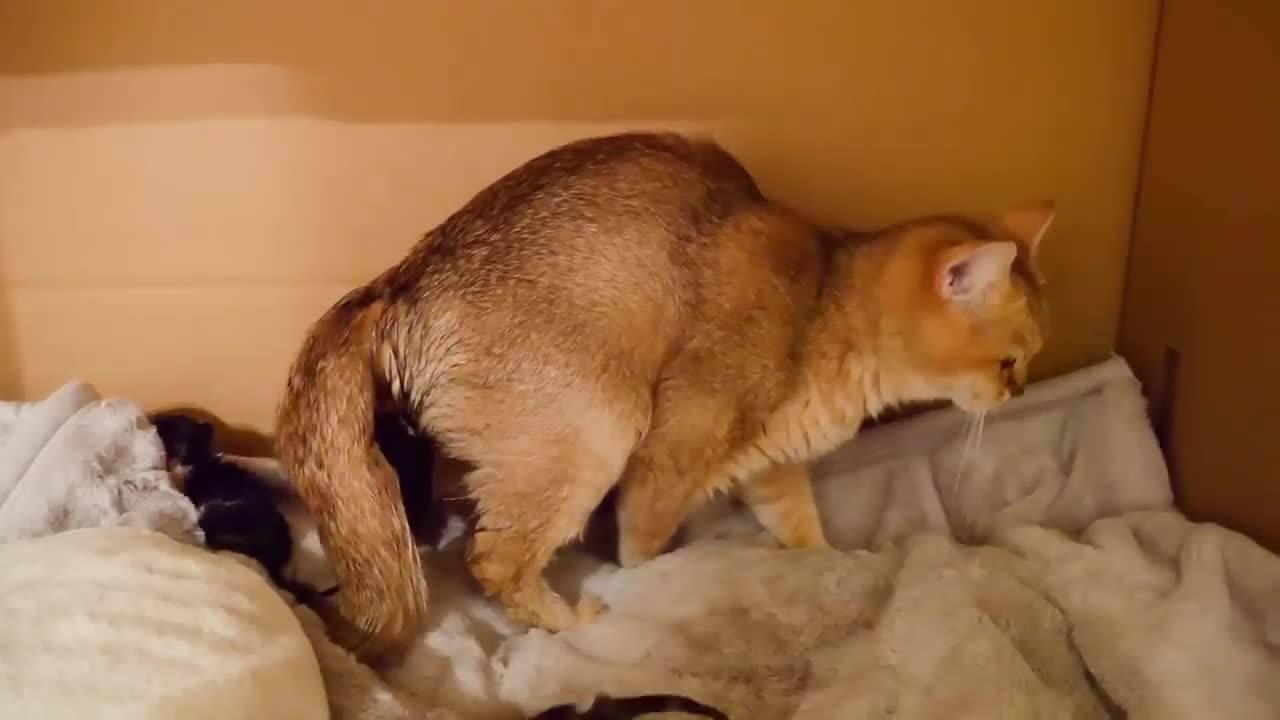 The moment of birth of three kittens