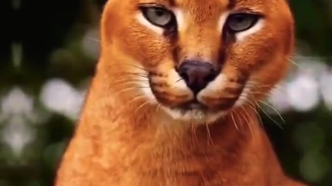 Beautiful animals | unseen animals# shorts