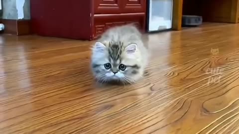 cute cates