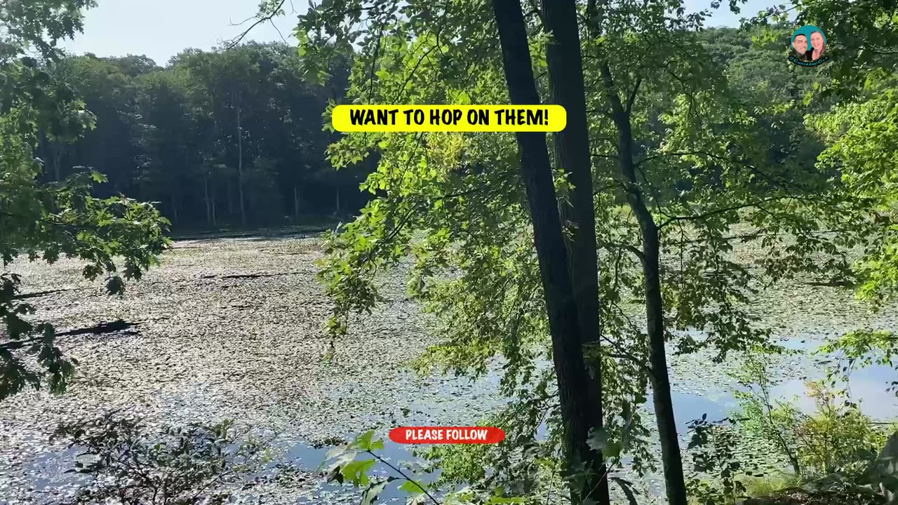 CARPET OF LILY PADS!