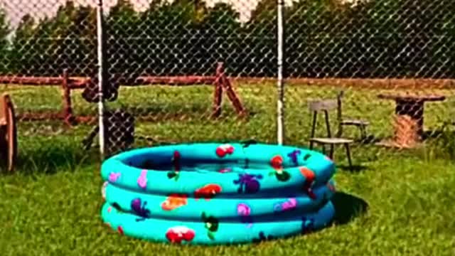 Funny animals 😂😂#cats #animal #pets #catsoft #faunnyvideos