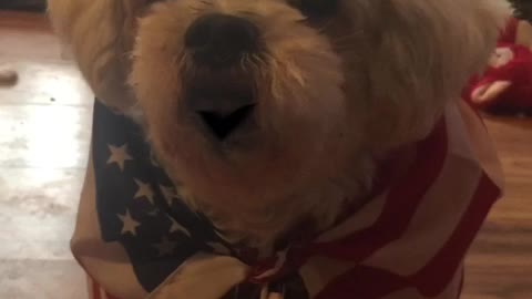 Loulou aka Louis, got attacked by that AOC WOMAN