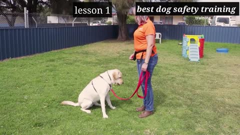 Dog training short tricks tips and safety and security