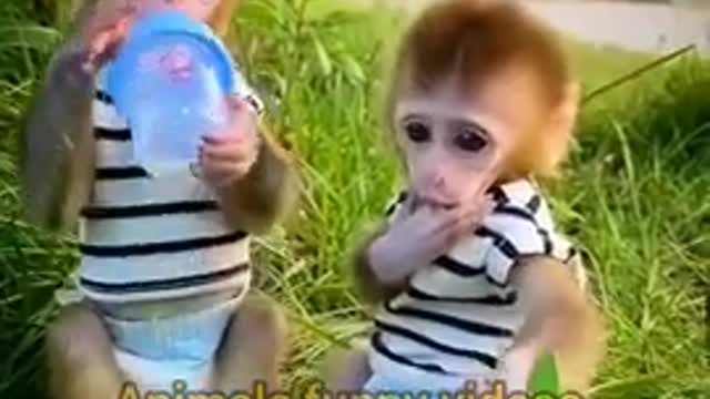 Two Very Cute Baby Monkeys Animals Videos 2022 #Shorts