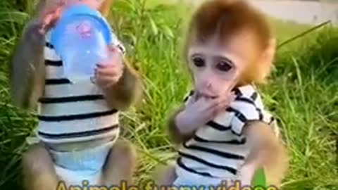 Two Very Cute Baby Monkeys Animals Videos 2022 #Shorts