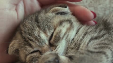 Cute small sleeping cat