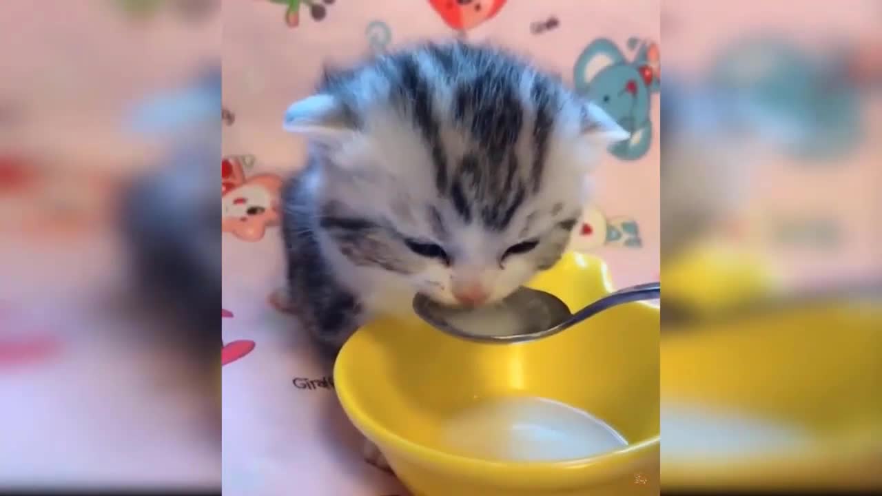 Look at this baby kitten drinking milk how cute.