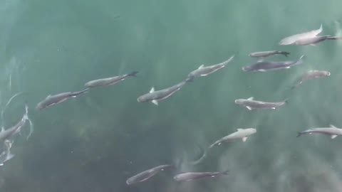 swimming-fishes-under-the-sea