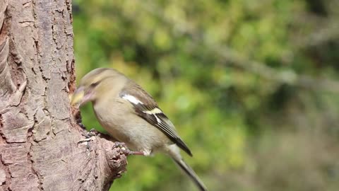 LOOK AT HOW THE BIRD EATS