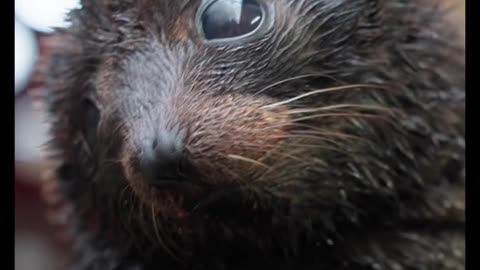 ADORABLE BABY SEAL