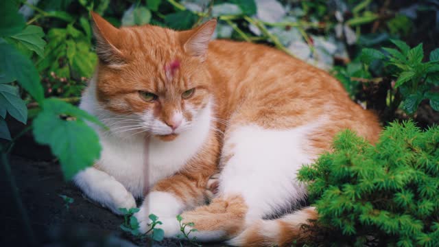Cute cat 🙈🥰😍😘