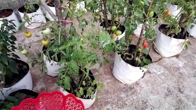 HOW TO PLANT AND GROW TOMATOES