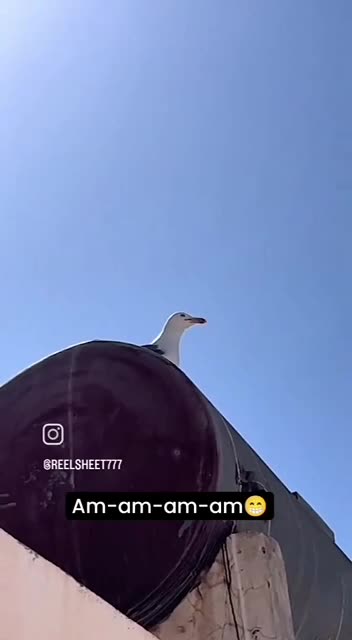 Seagull mimics spoken words 😂