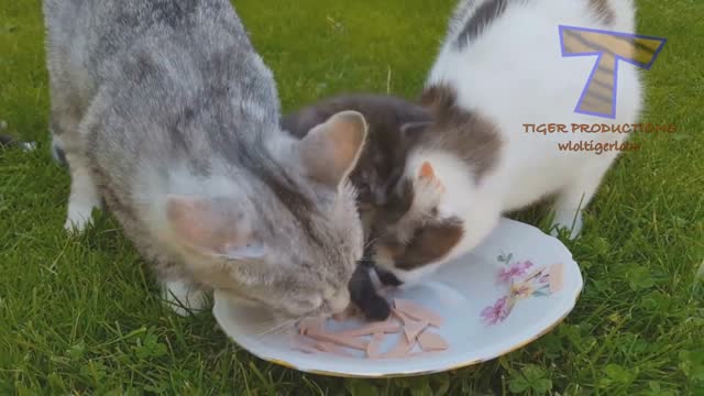 funny baby video todel