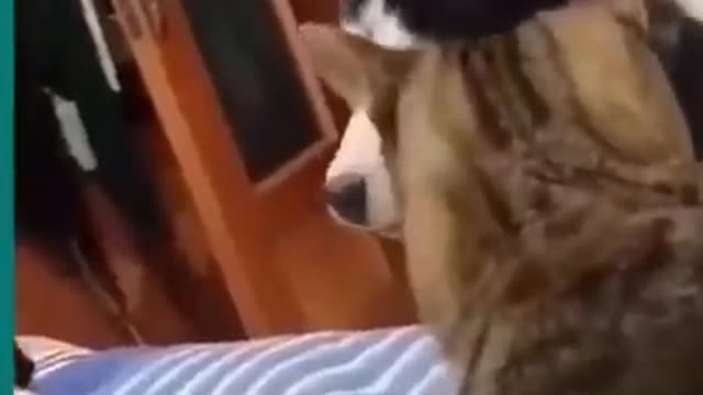 😆Cats and dogs fighting very funny😂|| Try not to laugh