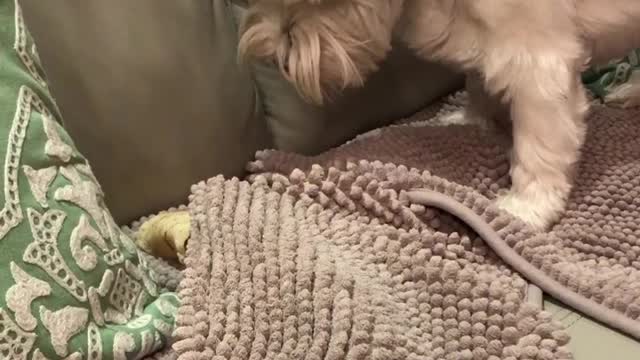 Clever Westie buries treat in blanket for later