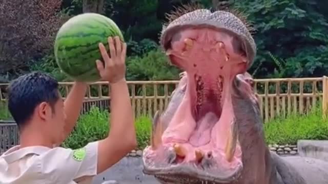 104M view in tiktok Hippo eating watermelon