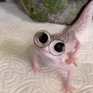 Enzo was made for this trend He really said: o_o #trend #gecko #animals #reptiles