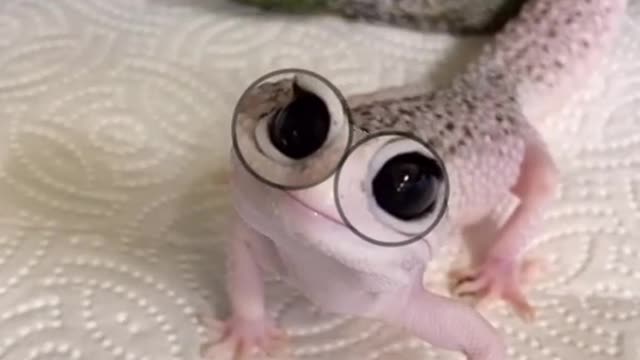 Enzo was made for this trend He really said: o_o #trend #gecko #animals #reptiles