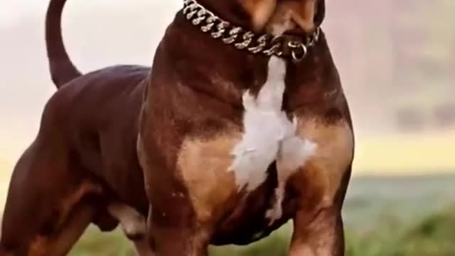 Nice pitbull dog video