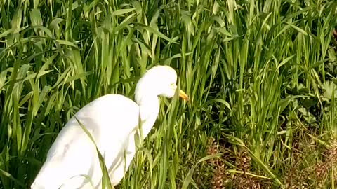Abu Qardan eating in the field
