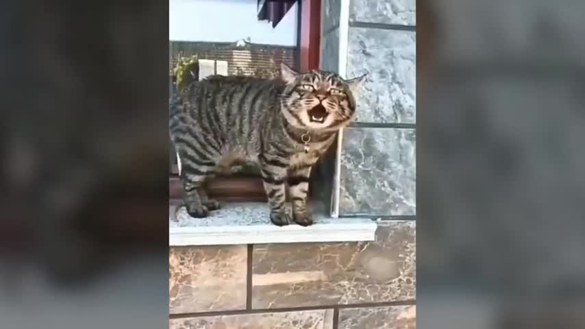 Funny cats are talking like humans