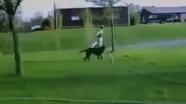 The dog picks up the water hose and runs after its owner to wet itπππ