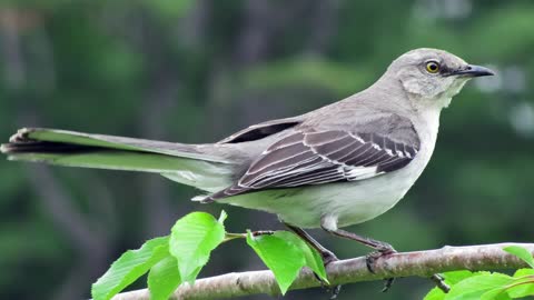 Birds Sounds While In Nature