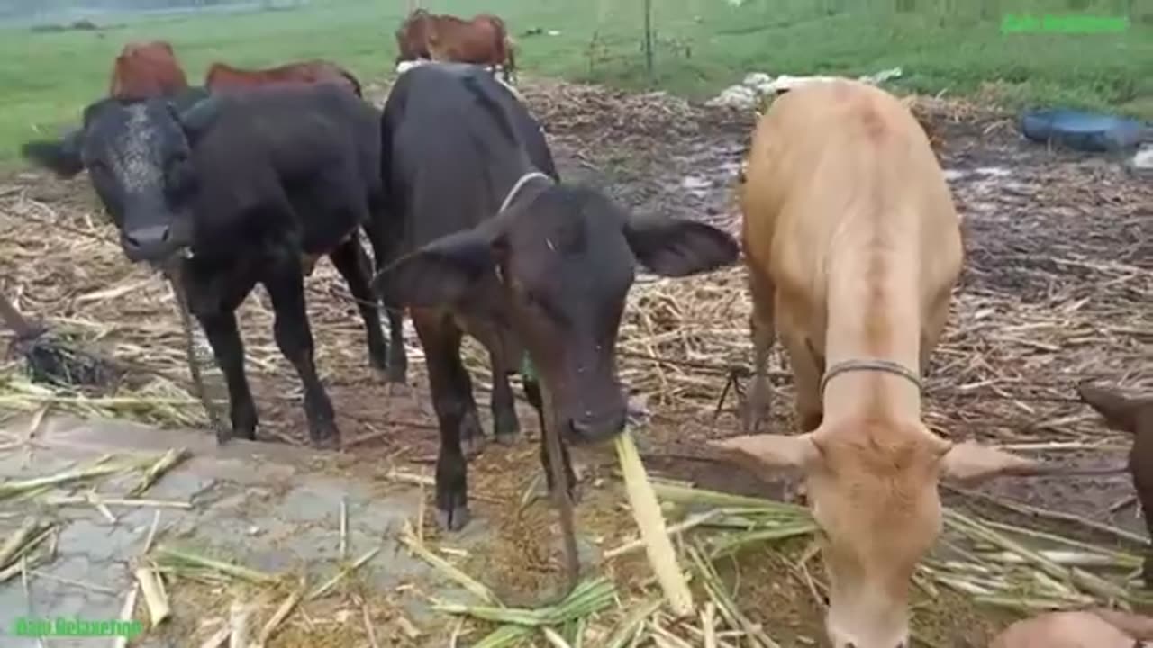 Cow cut and funny video