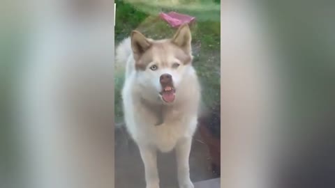 funny animal video part 5