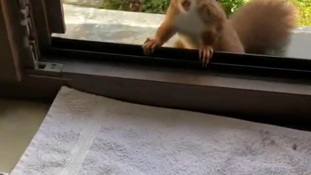 See my small pets