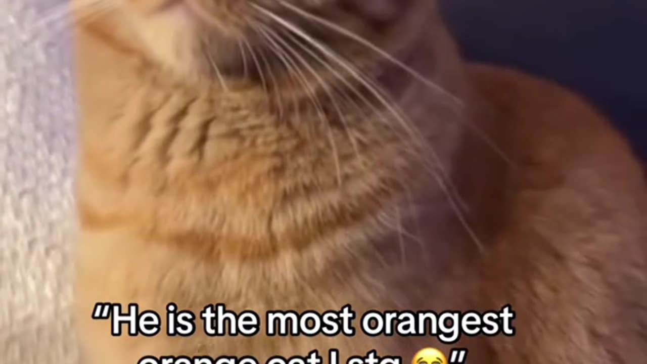 Part 27 | Orange cat behavior! Funny cat videos