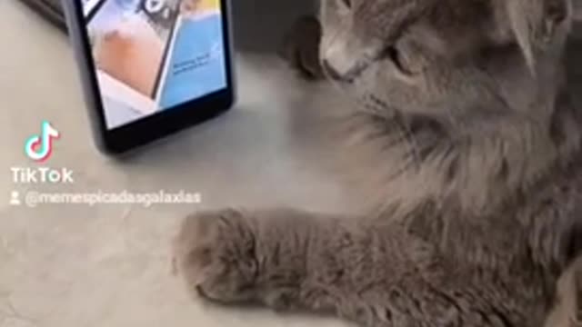 Cats - gatos vídeos engraçados #shorts