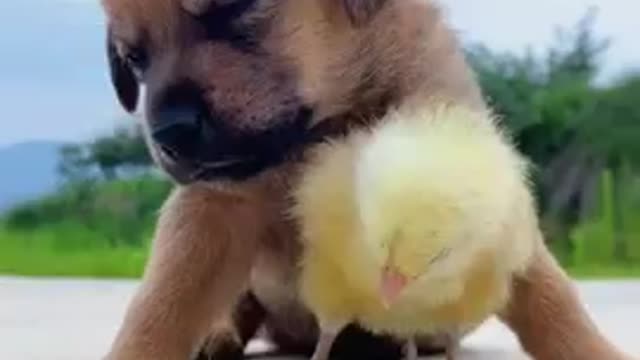 So sweet dog and chick frends video