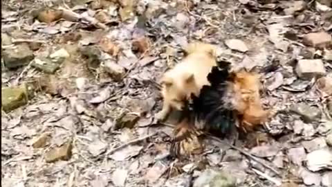 DOG FIGHTS WITH CHICKEN