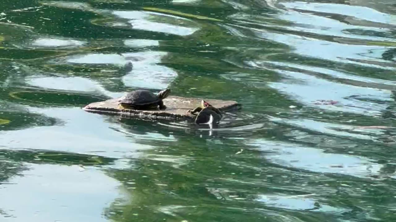 Turtle Titanic