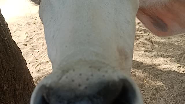 When a cow calf taking selfy
