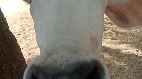 When a cow calf taking selfy