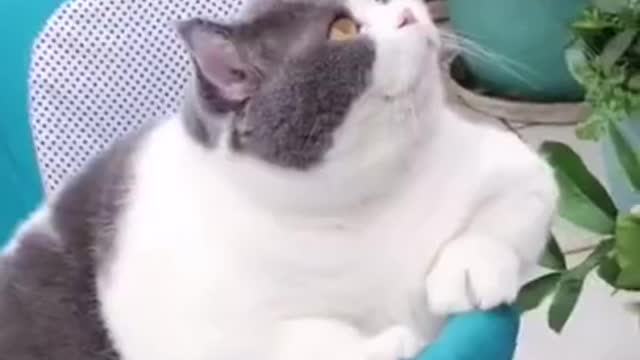 Funny cat vdeo 2