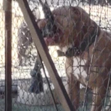 NEIGHBORS DOG WANTS TO KILL ME