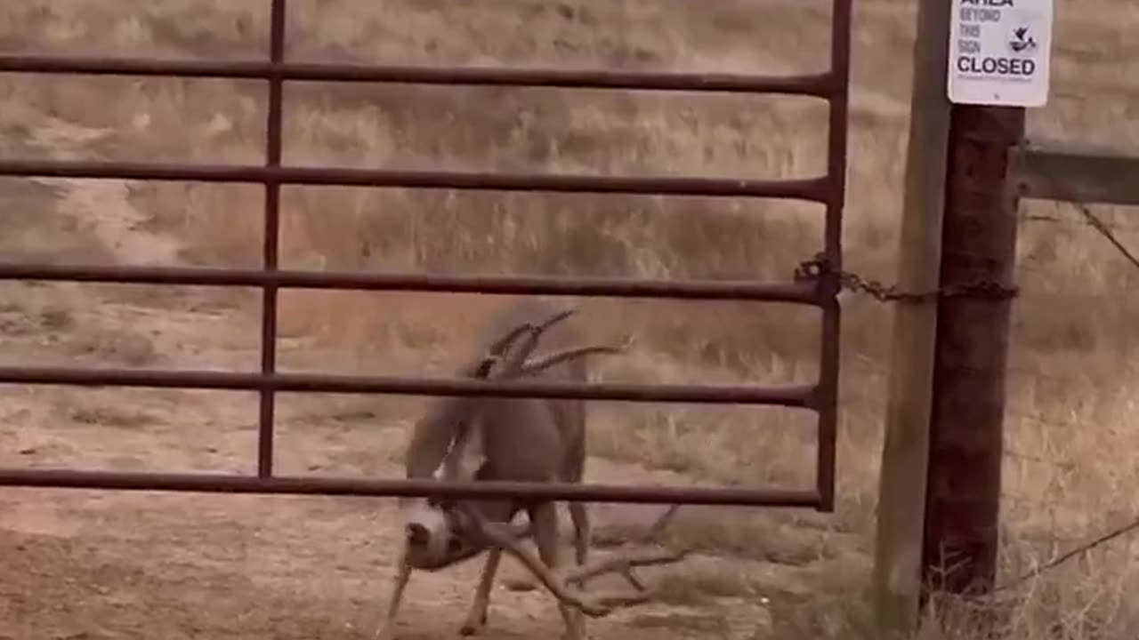 Deer using his 100% brain