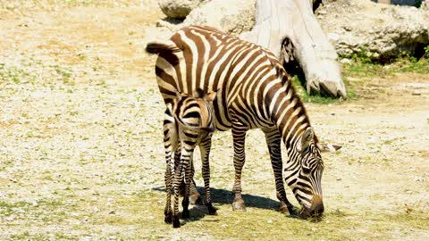 !Zebra!Zebra video!Animal video!