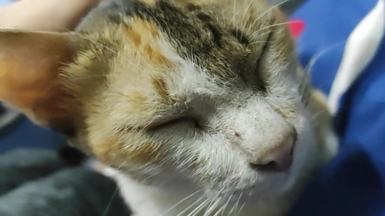 Calling ur cat be like