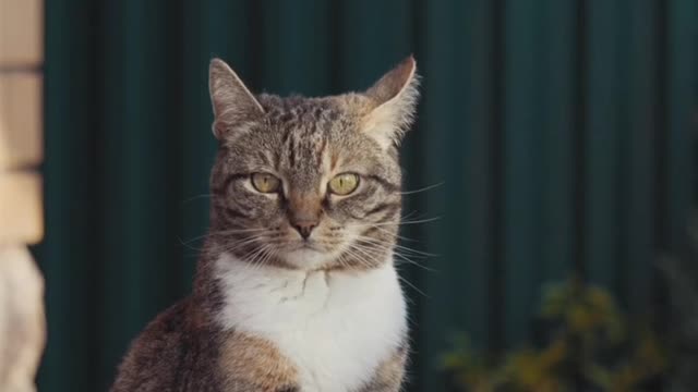 the cat whose girlfriend is living in