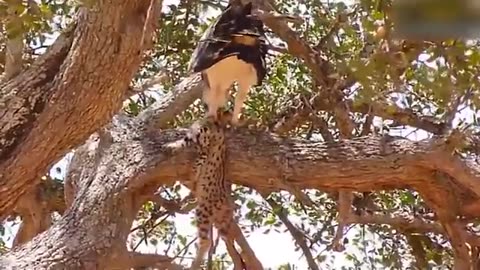 Mother Leopard Save Her Baby Fail and Hunt Eagle To Revenge
